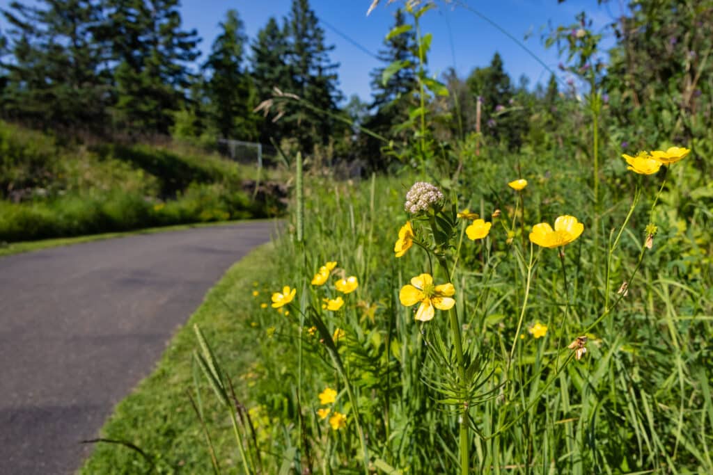 Life on Your Lakewalk: Flora, Fauna, & Wildlife