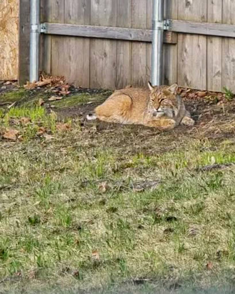Emily Johnson, who lives in the Duluth Heights neighborhood captured this bobcat taking a cat-nap in her backyard.